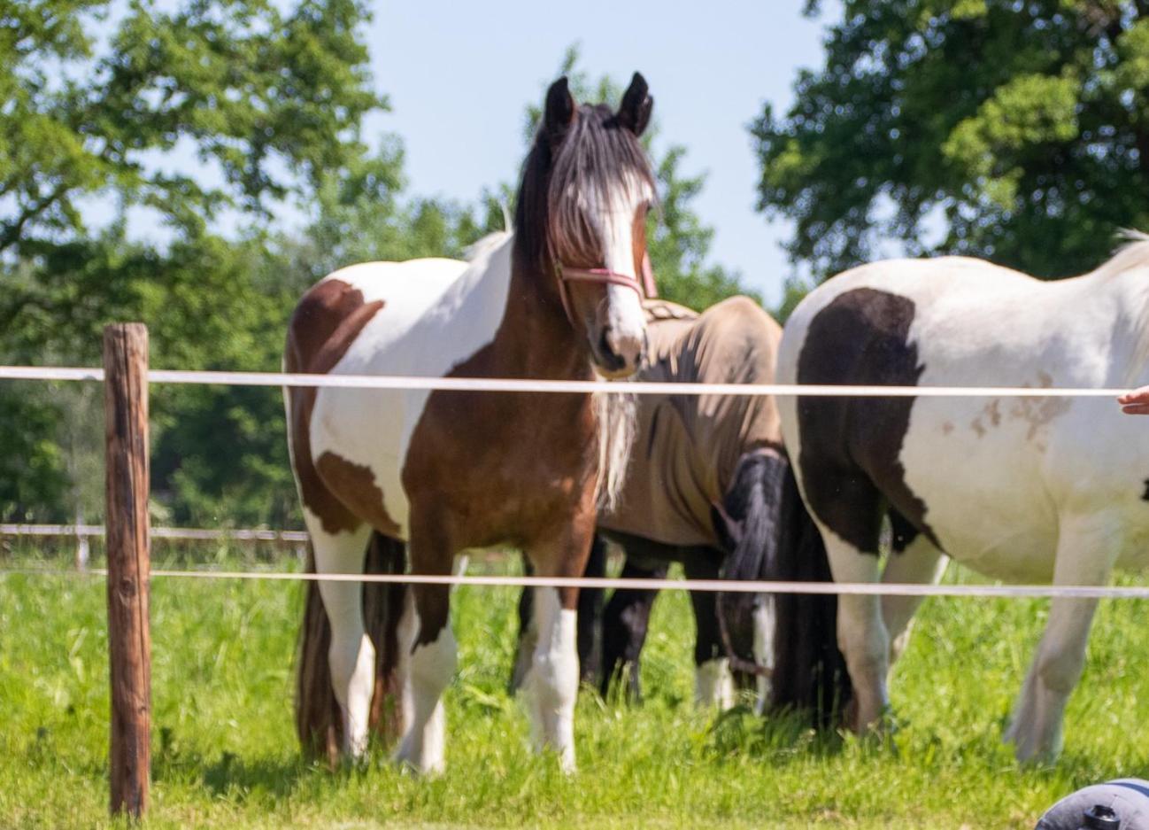 Magnolia Hoeve - Unieke Bestemming Voor Paardenliefhebbers En Bijzondere Overnachtingen In De Natuur Ledeacker エクステリア 写真