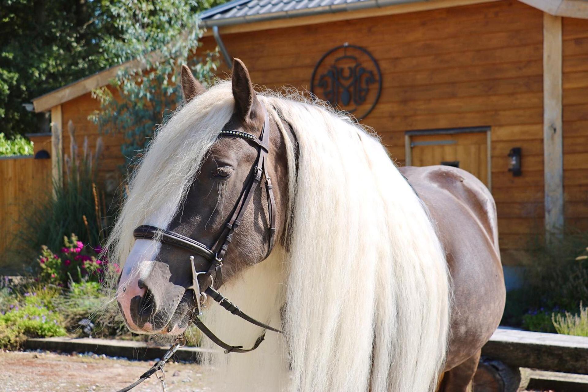 Magnolia Hoeve - Unieke Bestemming Voor Paardenliefhebbers En Bijzondere Overnachtingen In De Natuur Ledeacker エクステリア 写真