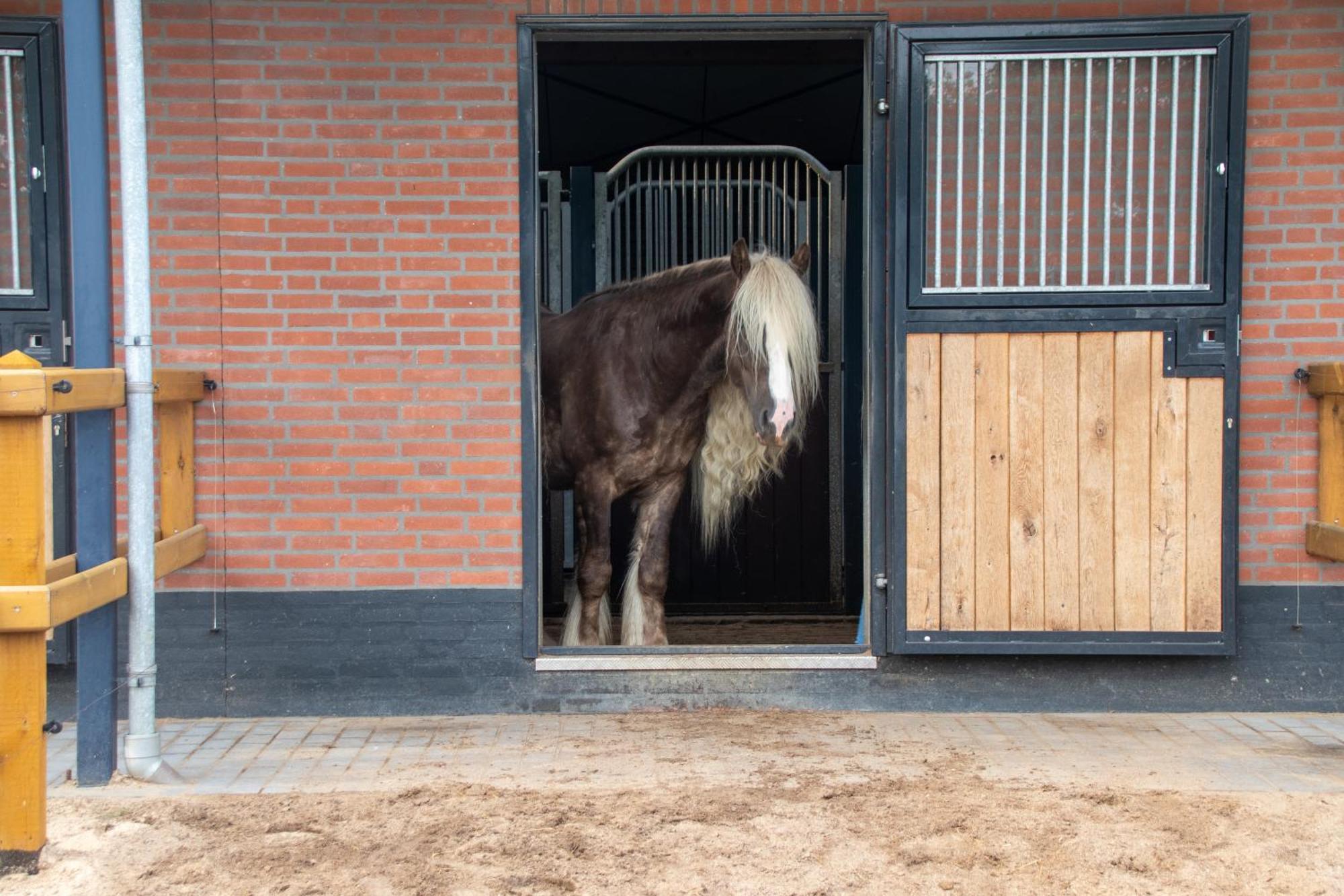 Magnolia Hoeve - Unieke Bestemming Voor Paardenliefhebbers En Bijzondere Overnachtingen In De Natuur Ledeacker エクステリア 写真