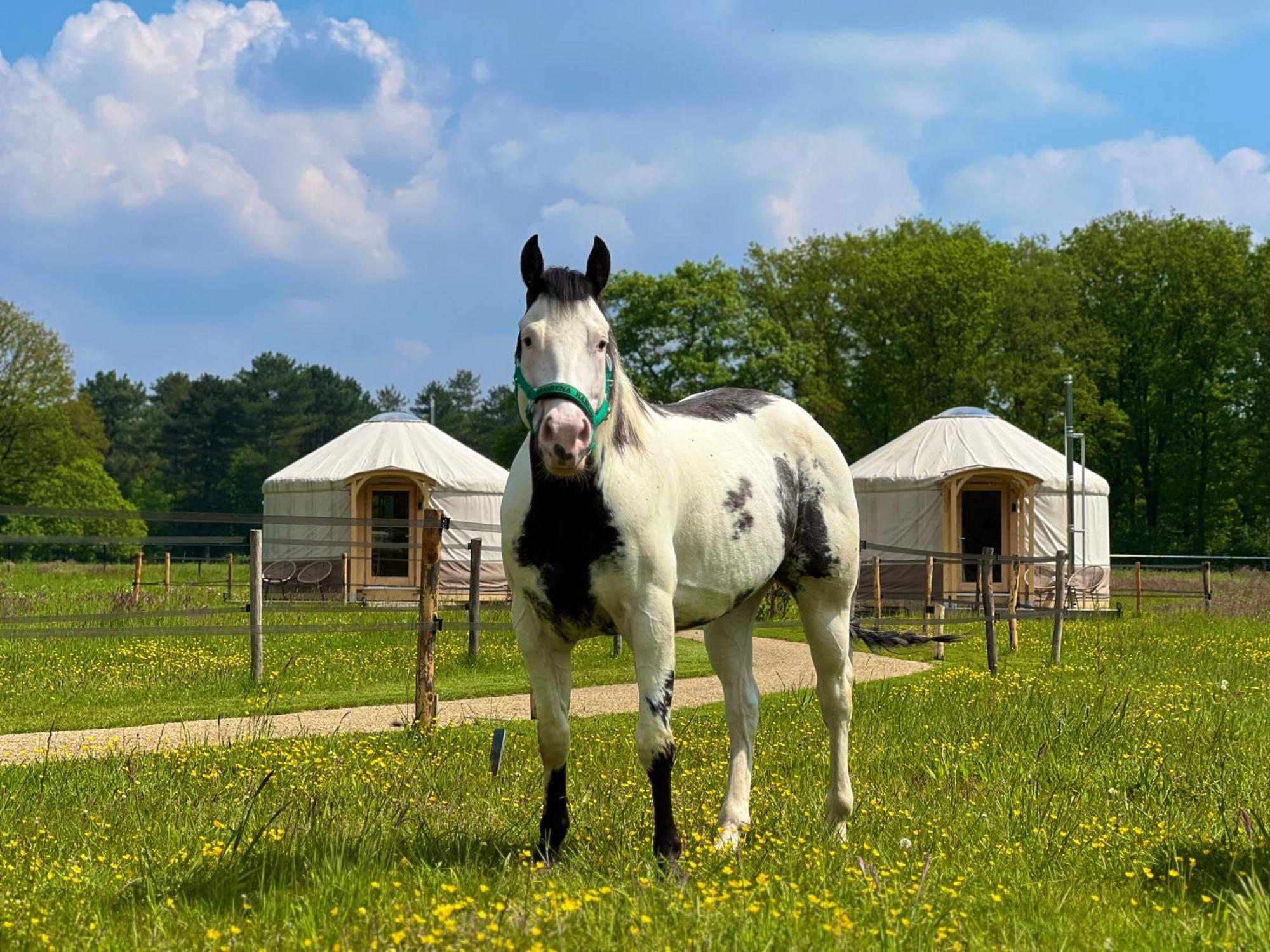 Magnolia Hoeve - Unieke Bestemming Voor Paardenliefhebbers En Bijzondere Overnachtingen In De Natuur Ledeacker エクステリア 写真