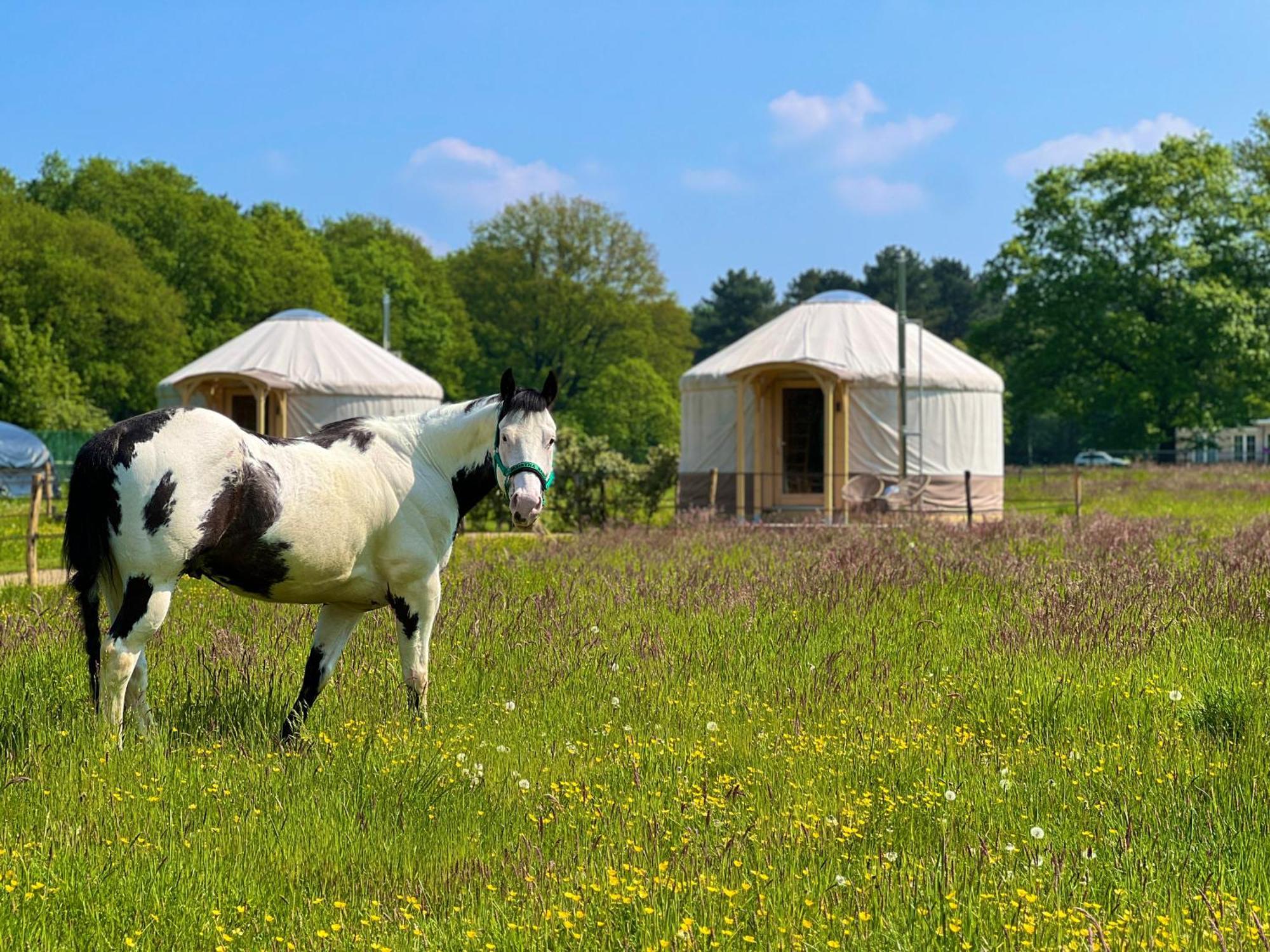 Magnolia Hoeve - Unieke Bestemming Voor Paardenliefhebbers En Bijzondere Overnachtingen In De Natuur Ledeacker エクステリア 写真